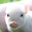 *NEW* HD Baby Pigs Wallpapers New Tab