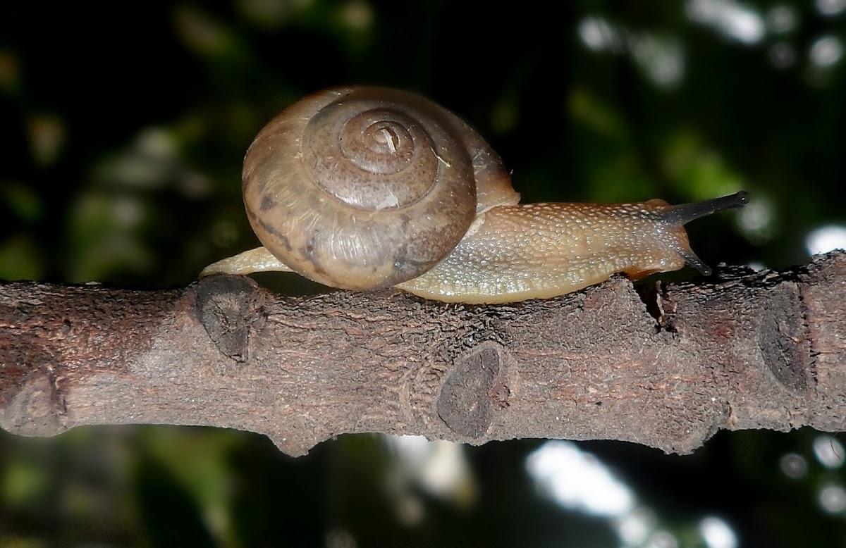 Asian tramp snail