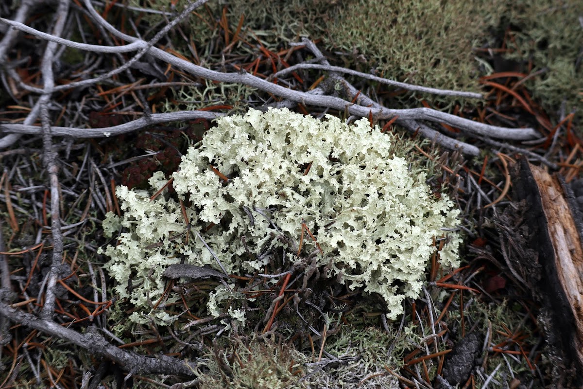 Crinkled Snow Lichen