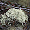 Crinkled Snow Lichen