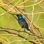 Loten's sunbird