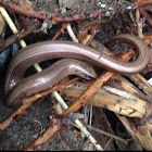 Slowworm