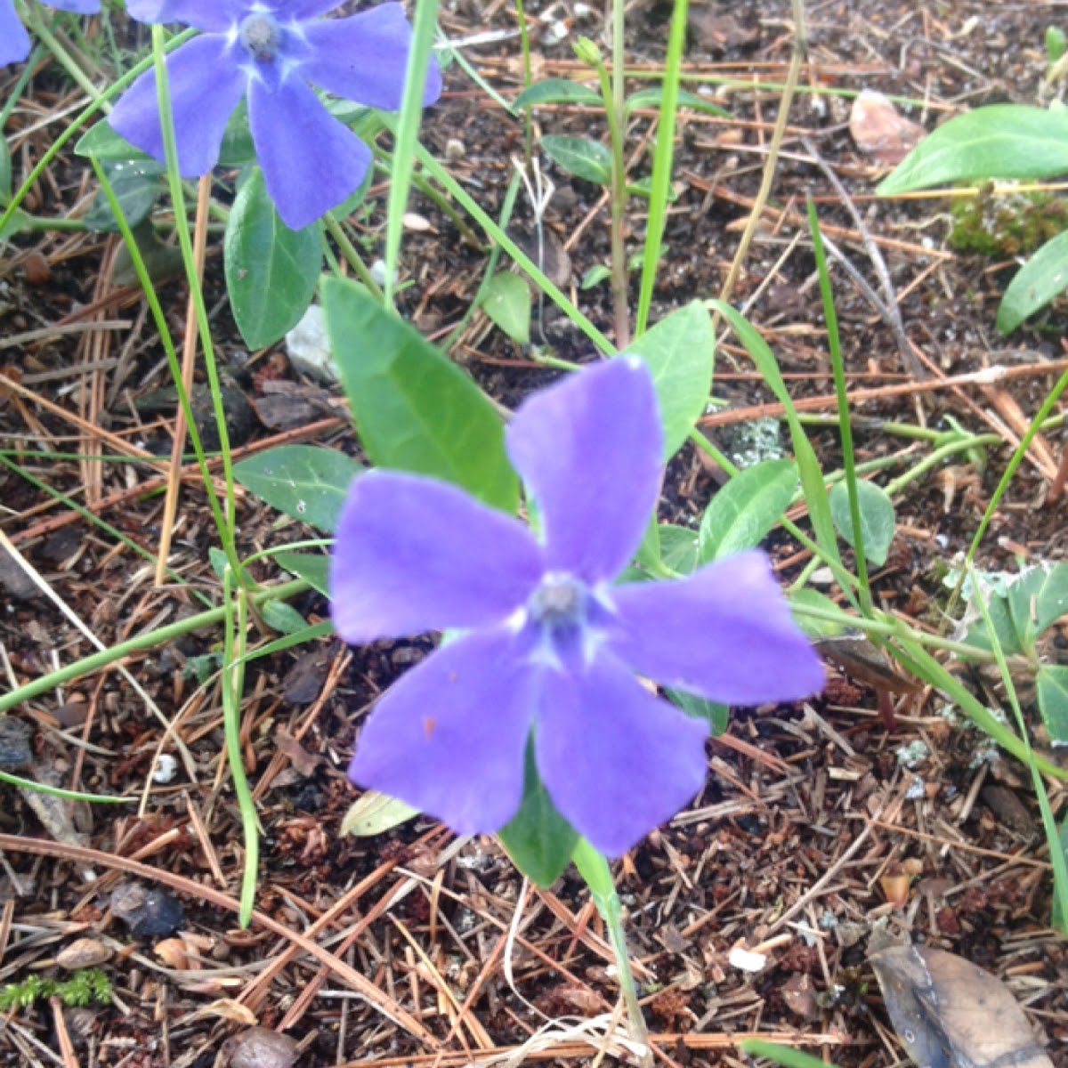 Myrtle or Periwinkle