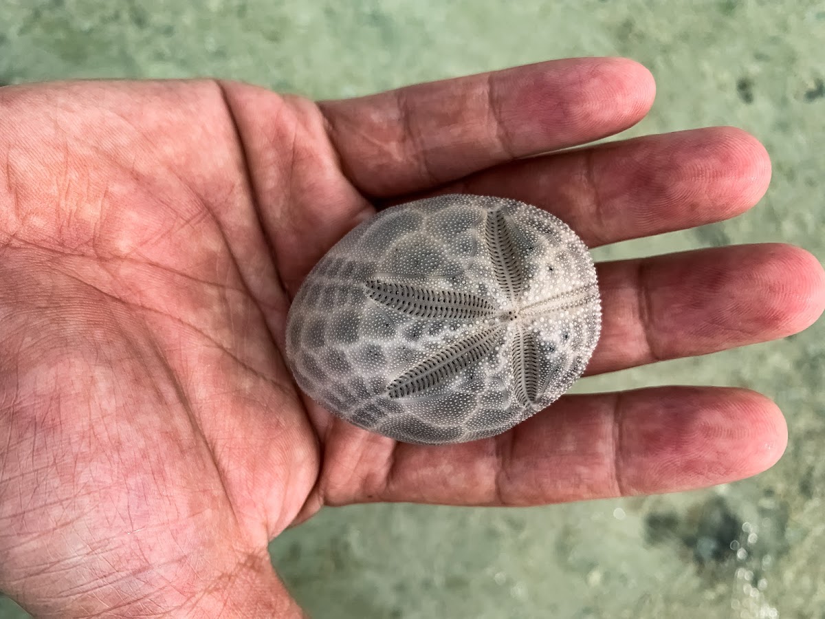 Heart Urchin shell