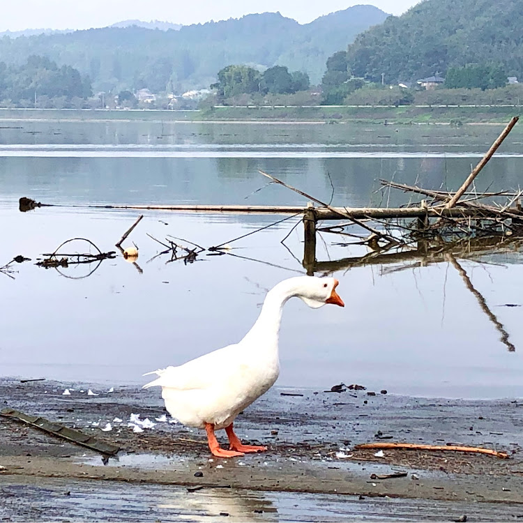 718 ケイマンのポルシェ・高滝湖の鳥居・高滝湖のアヒル・左から書いても右から書いても市原市に関するカスタム事例の投稿画像7枚目