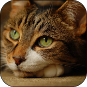 Cat 3D Live Wallpaper  Icon