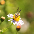 Flower Wasp