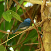 Black-naped Monarch