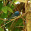 Black-naped Monarch