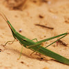 Long Headed Grasshopper