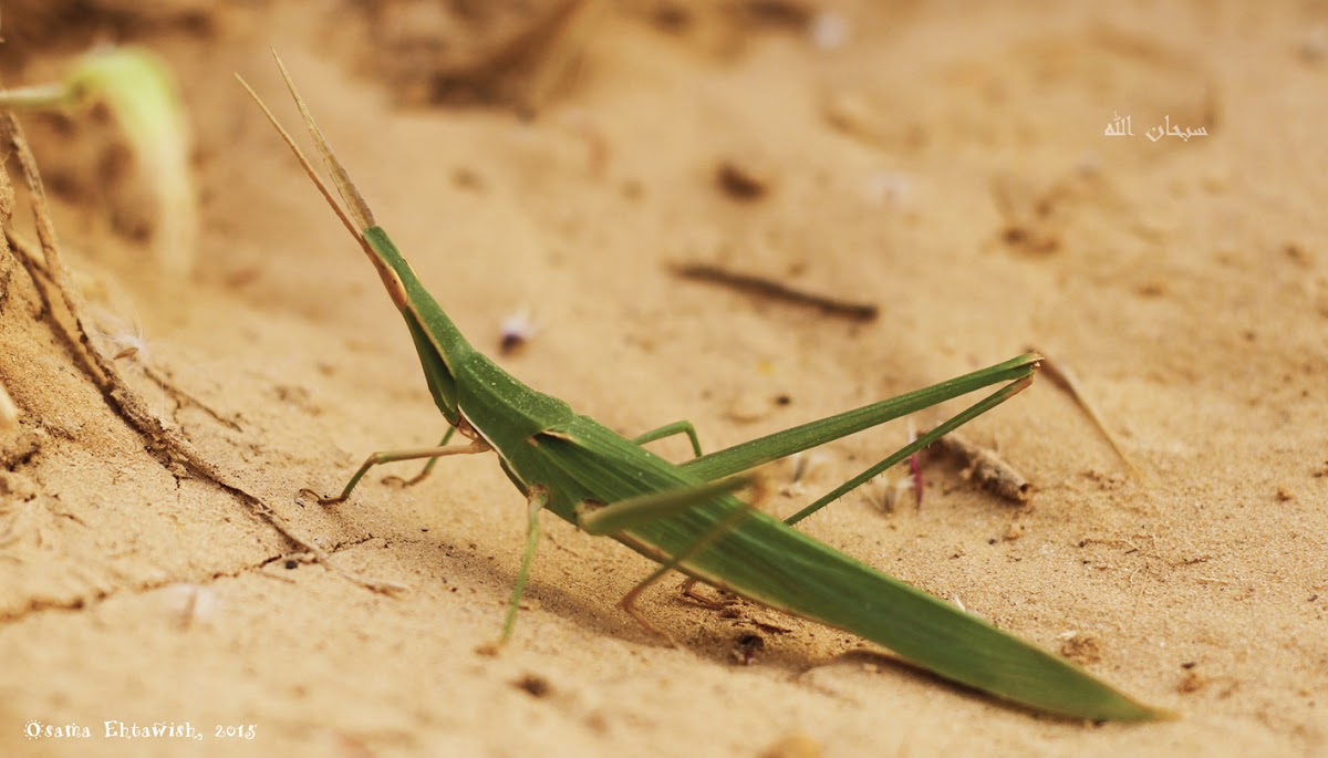 Long Headed Grasshopper