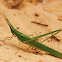 Long Headed Grasshopper