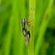 Macrosteles Leafhopper