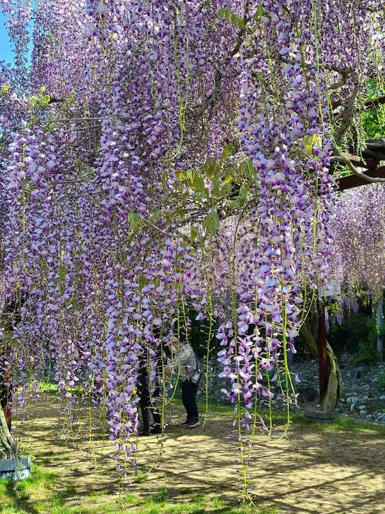 の投稿画像4枚目