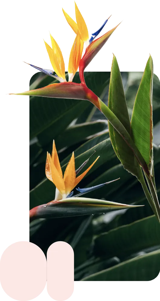Слика случаја коришћења Објектива за идентификацију: биљка рајска птица преко које се налазе ружичасти облици и картица производа.