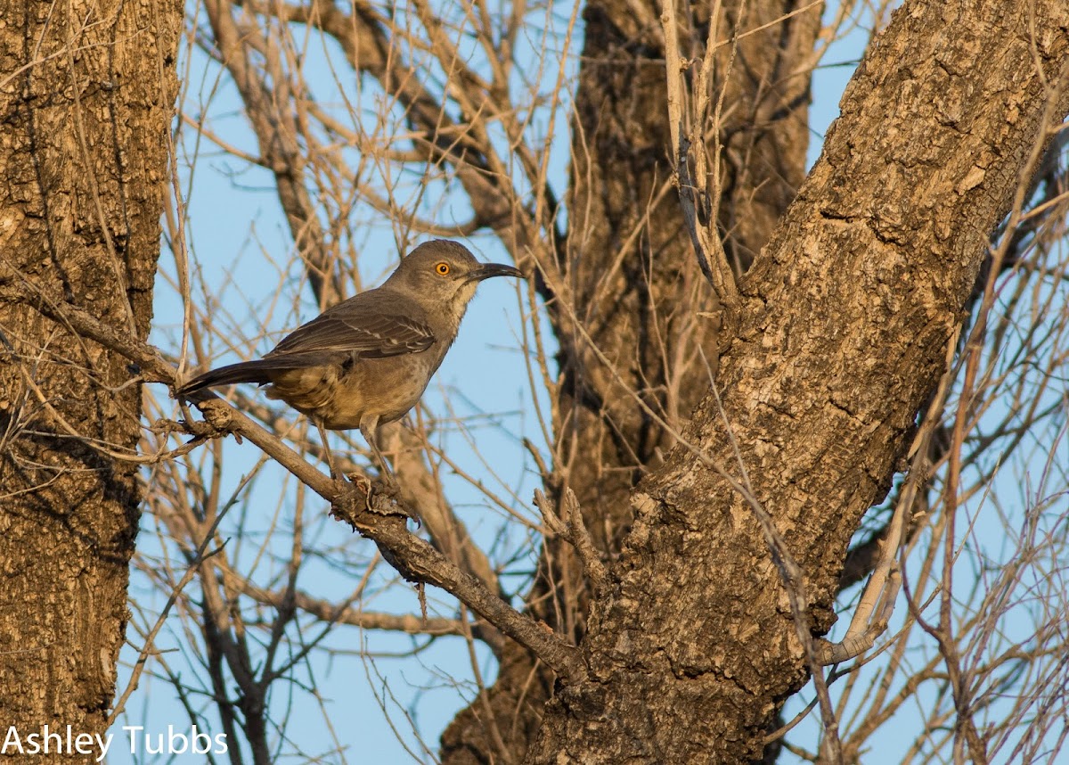 Curve-billed Thrasher