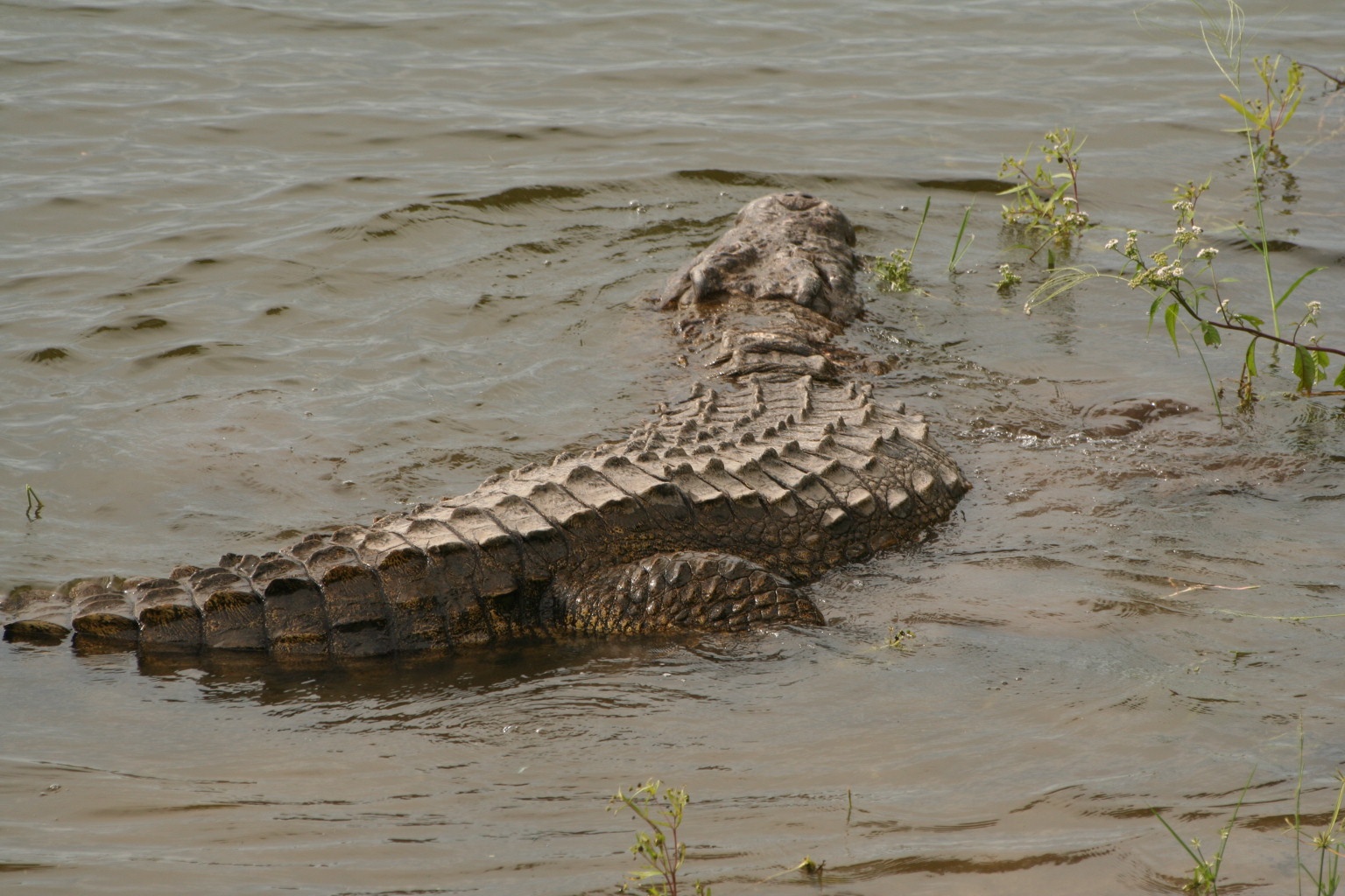 "It's a river - of course there are crocodiles!"