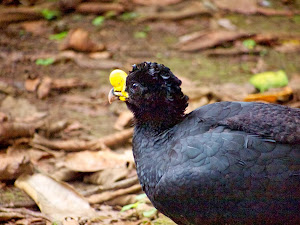 Curassow (male)