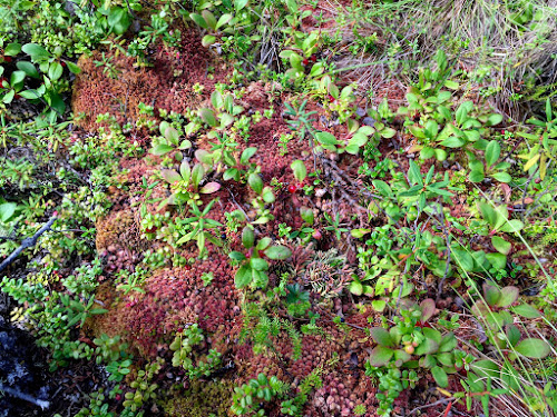 Soil-building material, blueberries