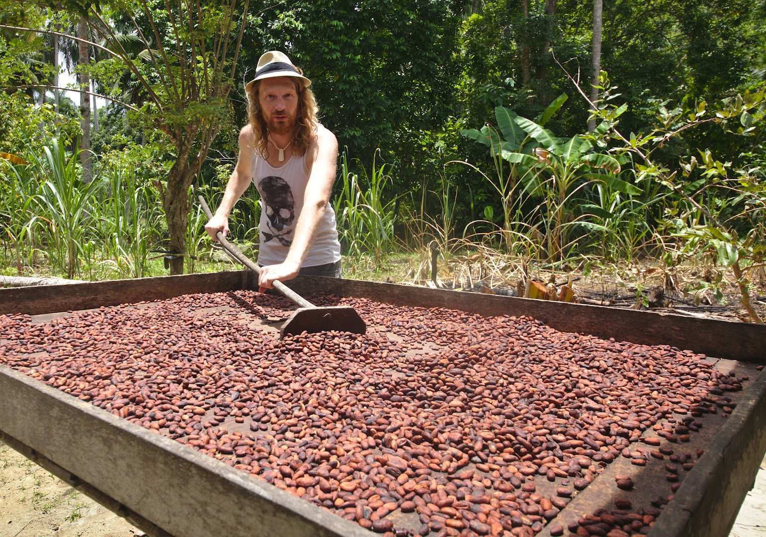 Drying of cocoa beans