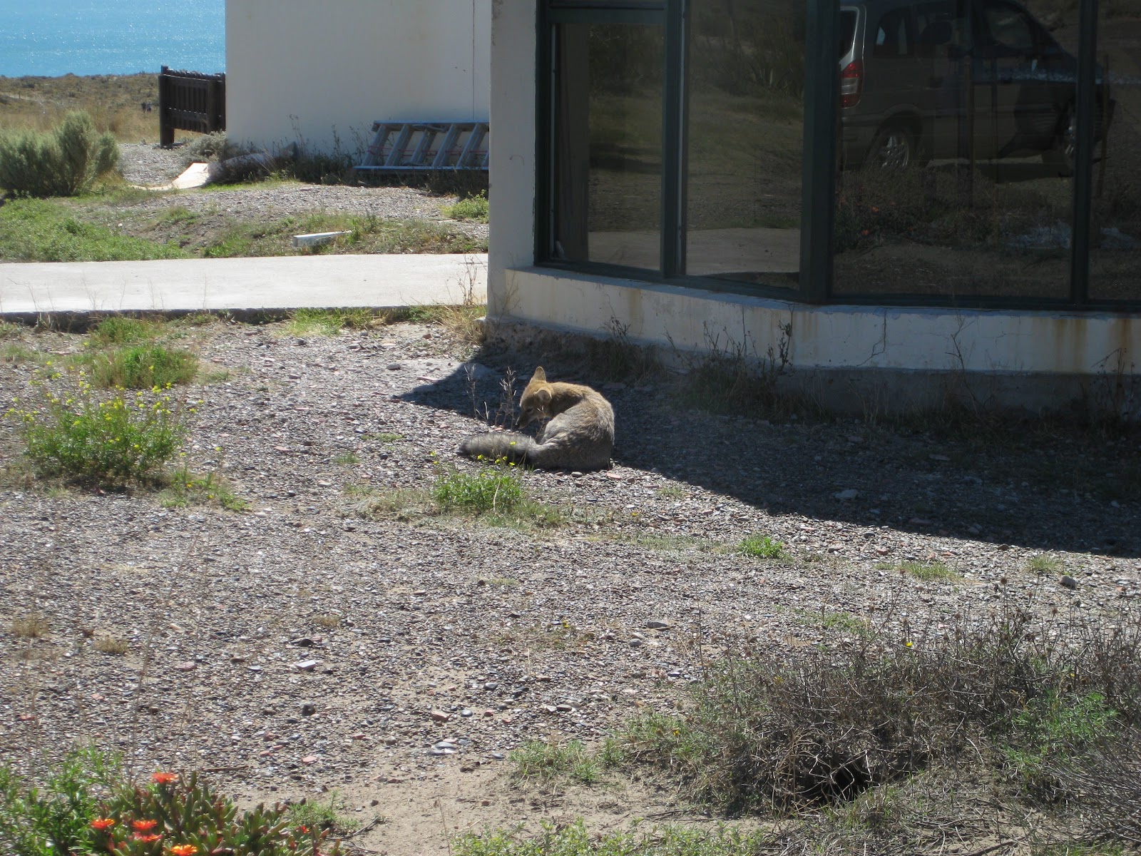 Desert fox, waiting outside the parilla for a feed