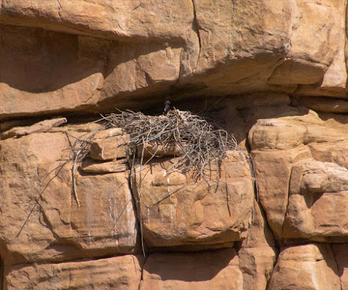 Nesting Raven