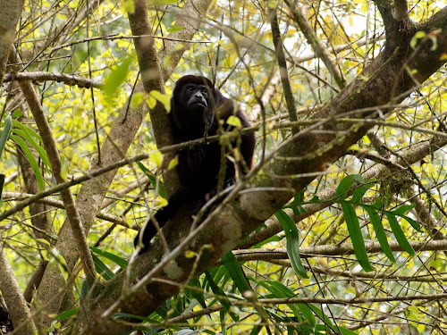 Howler Monkey