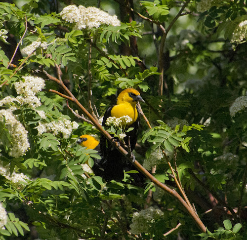 Yellow-headed Blackbird (© Nick Viani) Page Springs Campground, Frenchglen, OR