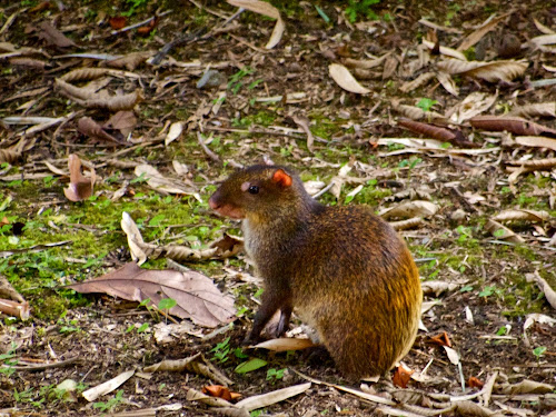 Agouti