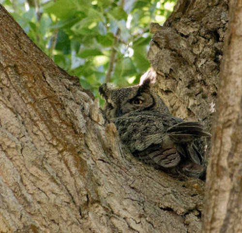 Great Horned Owl - Page Springs Campground, Frenchglen, OR