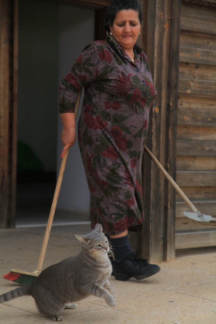 Israeli mamma with her cats