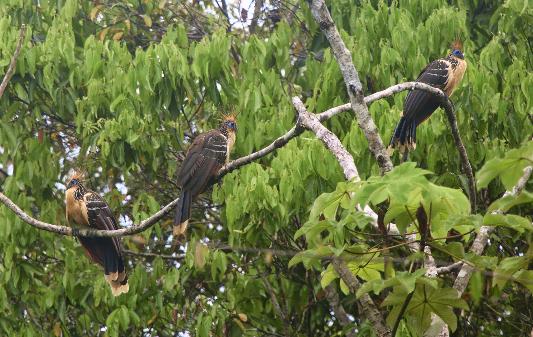 Peru