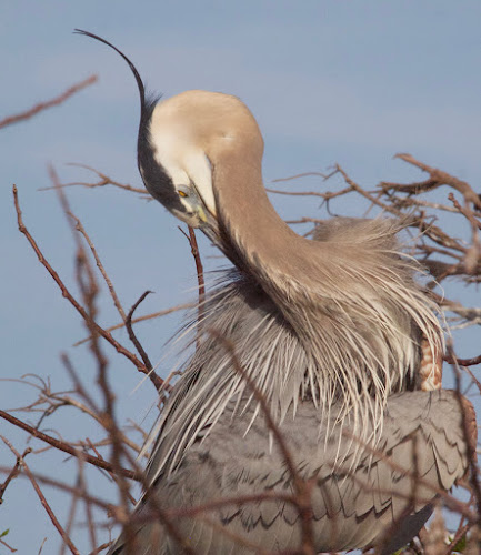 Great Blue Heron