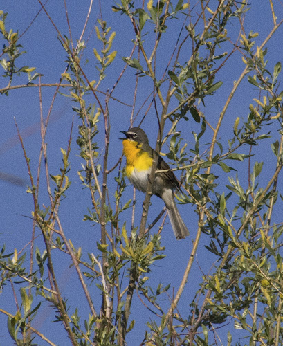 Yellow-breasted Chat - Page Springs Campground, Frenchglen, OR