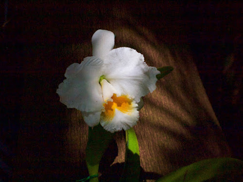 Fairchild Tropical Botanic Garden (Orchid Exhibit)