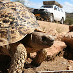 First animal encounter outside Windhoek (quite a large one)