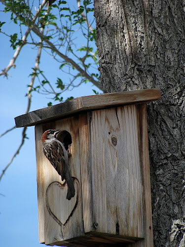 House Sparrow