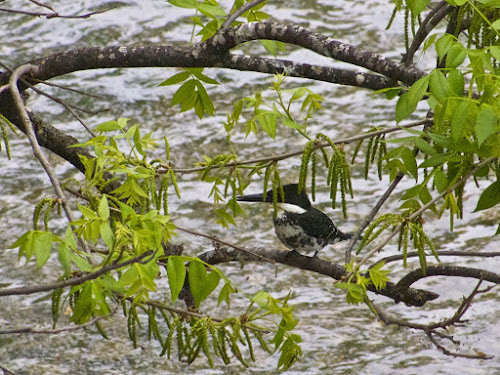 Green Kingfisher (female)