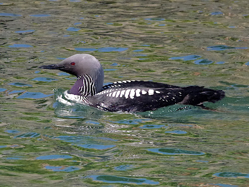 Common Loon