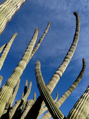 Organ Pipe National Monument