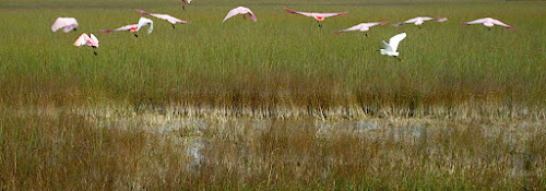 Roseate Spoonbills & Snowy Egret