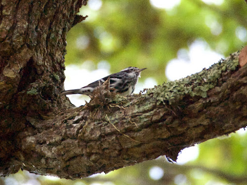 Black and White Warbler