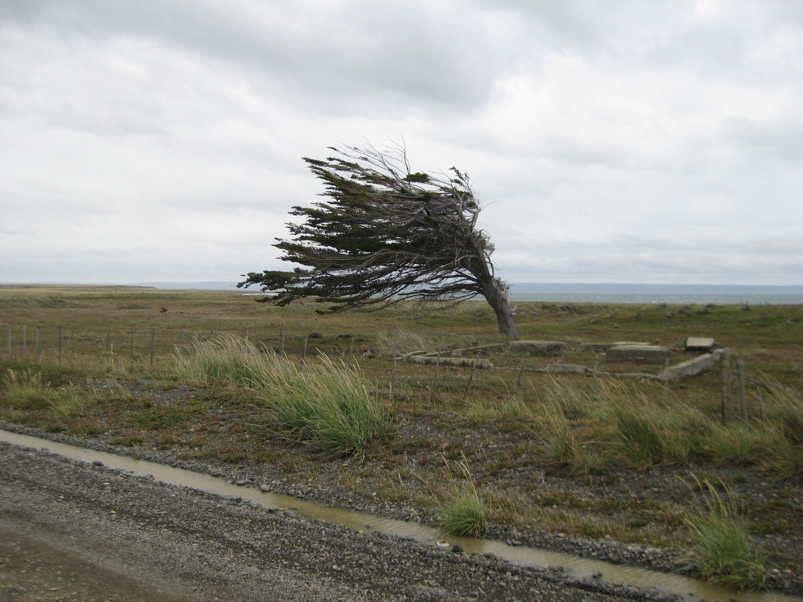 Yes, it is windy. Very, very few trees in northern Tierra del Fuego