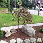 New Japanese trees and plants, interlock large stones and stone border.