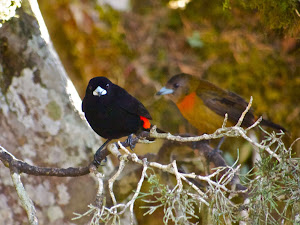 Cherrie's Tanagers (m & f)