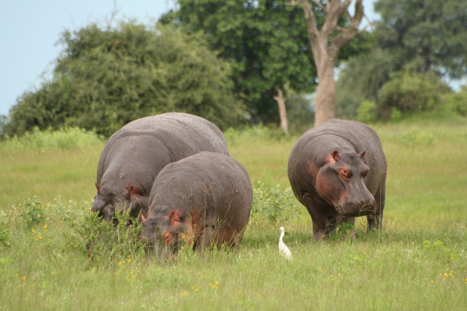 Hippo - the most dangerous wild animal