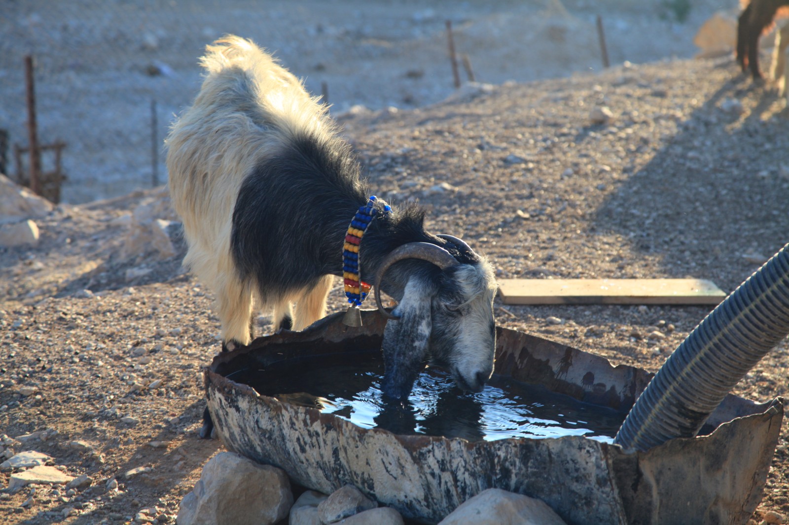 Bedouin cattle