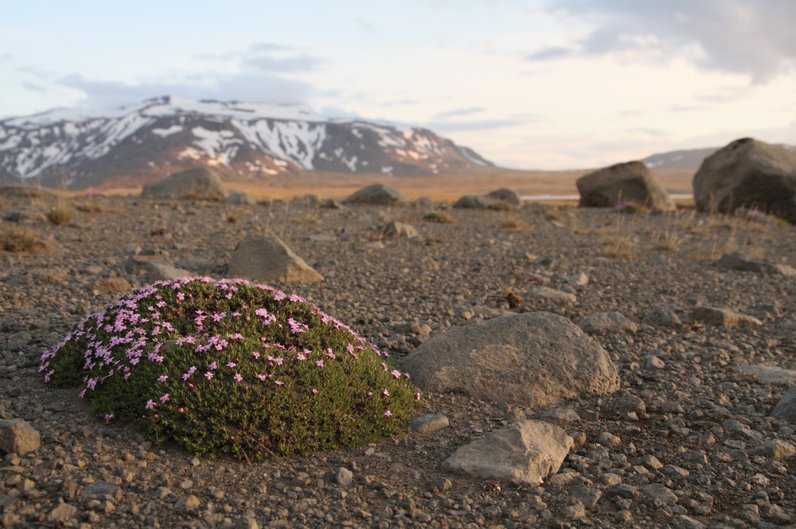 Scarce tundra plants are still able to survive somehow!