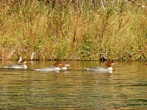 Red-breasted Merganser