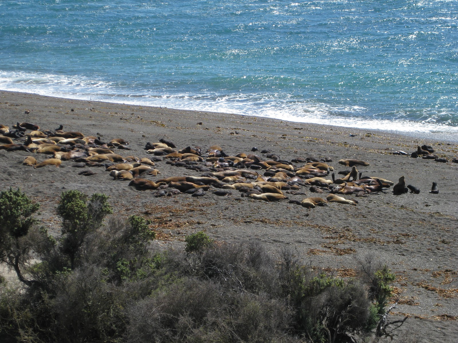 Closer view of sea lions. Unfortunately I don't have the fancy SLR camera and lenses